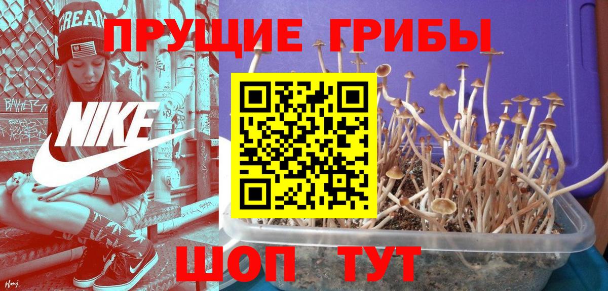 Псилоцибиновые грибы мицелий Долгопрудный